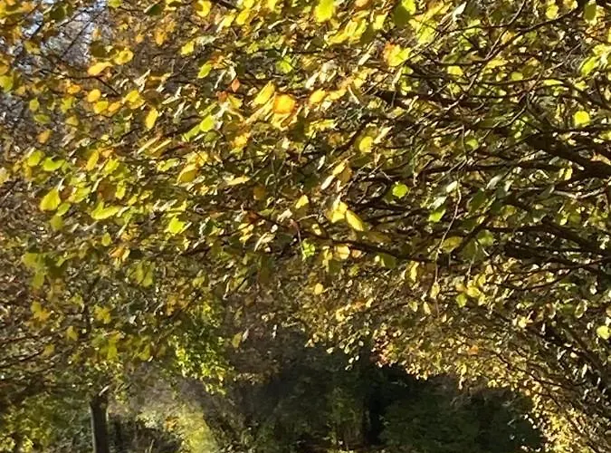 Couette-café Domaine De Chalaniat La Sauvetat (Puy-de-Dome)
